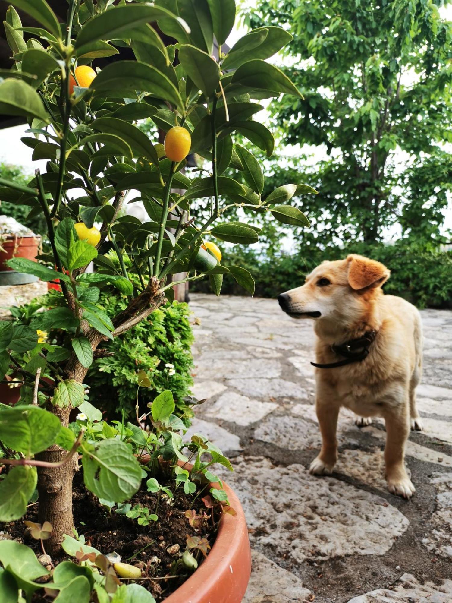 Agriturismo Donna Bianca Mormanno Ngoại thất bức ảnh